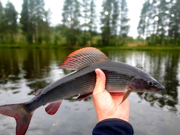 grayling_norway